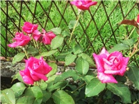 c276d1b4-Picture 001.jpg